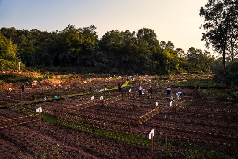 迎龙镇多点发力打造乡村振兴新局面-重庆市南岸区人民政府网