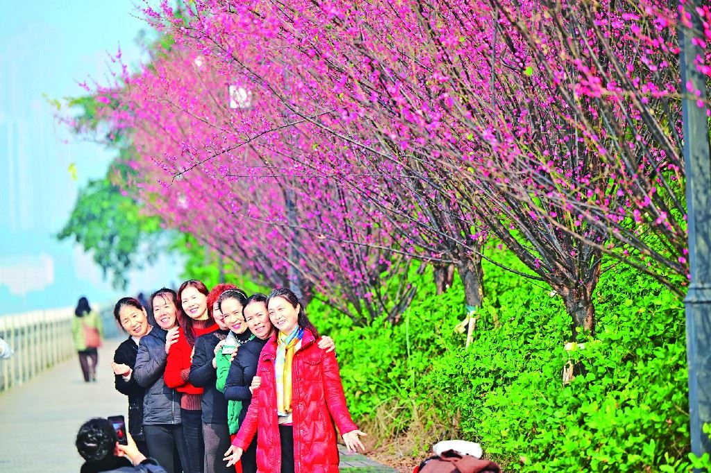 南滨红梅引客来-重庆市南岸区人民政府网