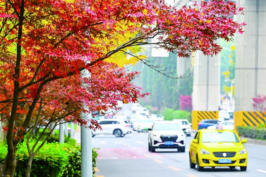 学府大道：彩叶织就冬日浪漫-重庆市南岸区人民政府网