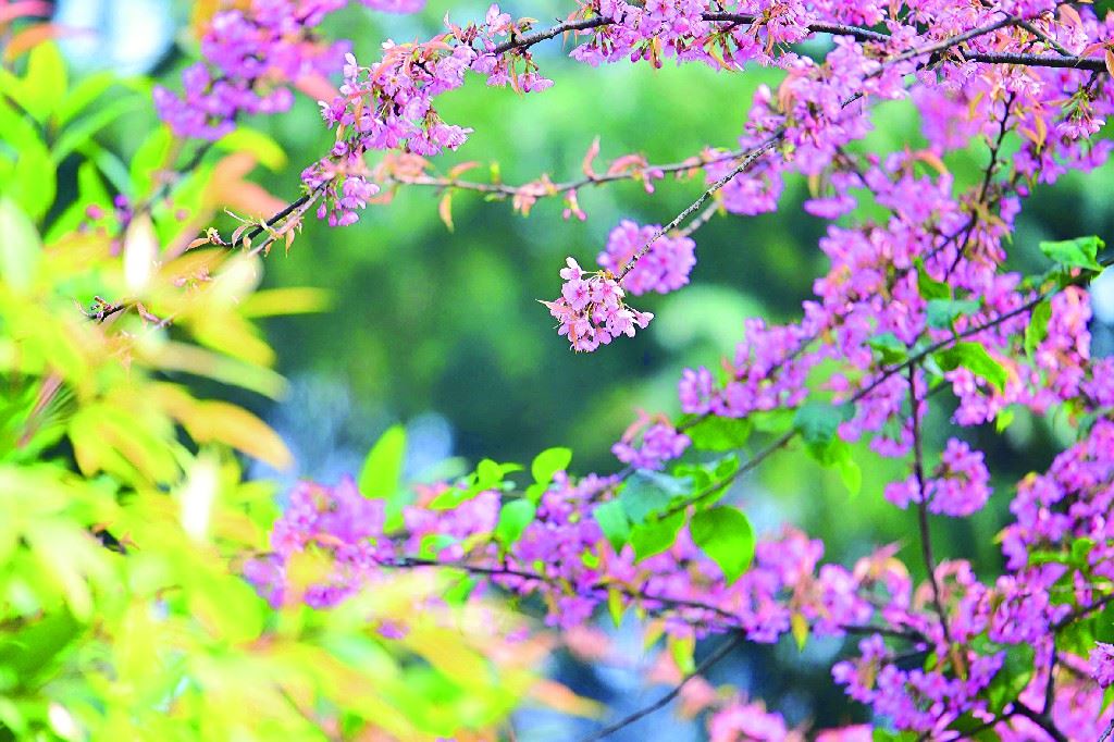 冬樱悄绽，鸟雀衔来春信-重庆市南岸区人民政府网